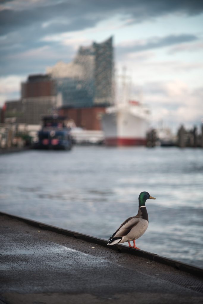 Hamburg mit der GFX 50R und dem Minolta 135mm F2.8